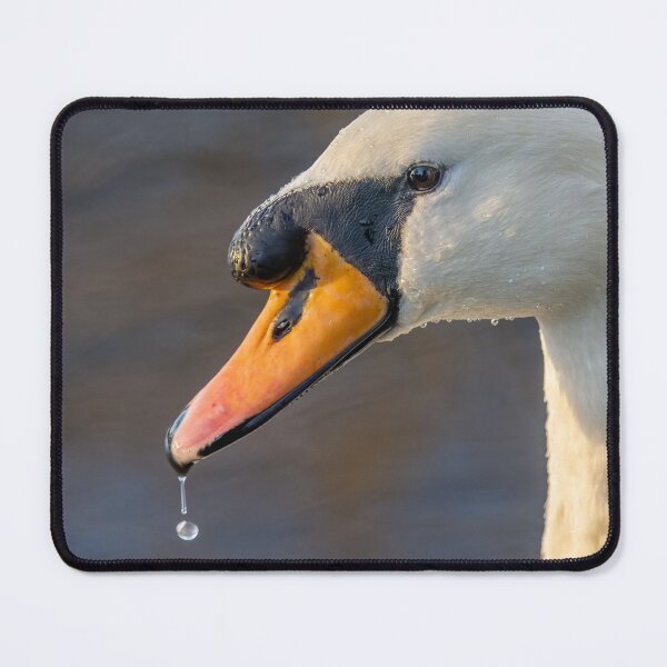 Item preview, swan close up designed and sold by AliMarleyPhoto.