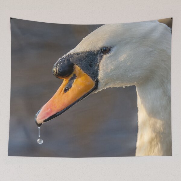 Item preview, swan close up designed and sold by AliMarleyPhoto.