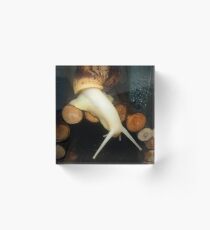 Rocket the Albino Giant African Land Snail Acrylic Block