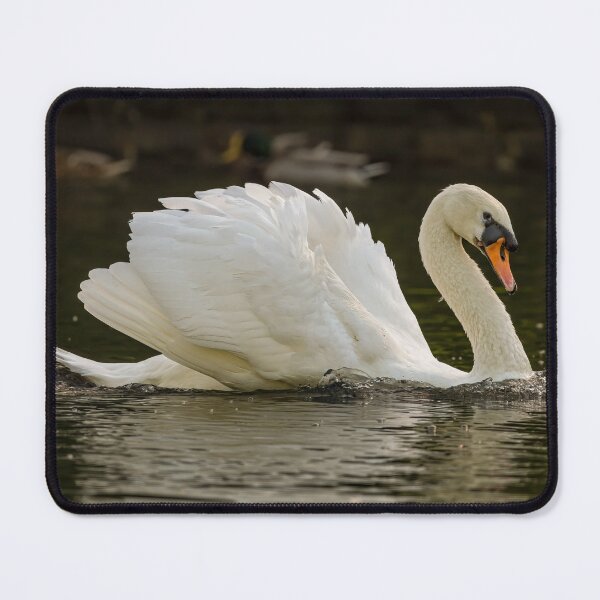Item preview, Swan designed and sold by AliMarleyPhoto.