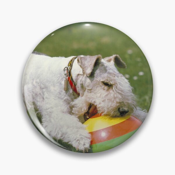 Item preview, Wire-haired Fox Terrier WIth Colorful Ball on the grass designed and sold by ScienceSource.