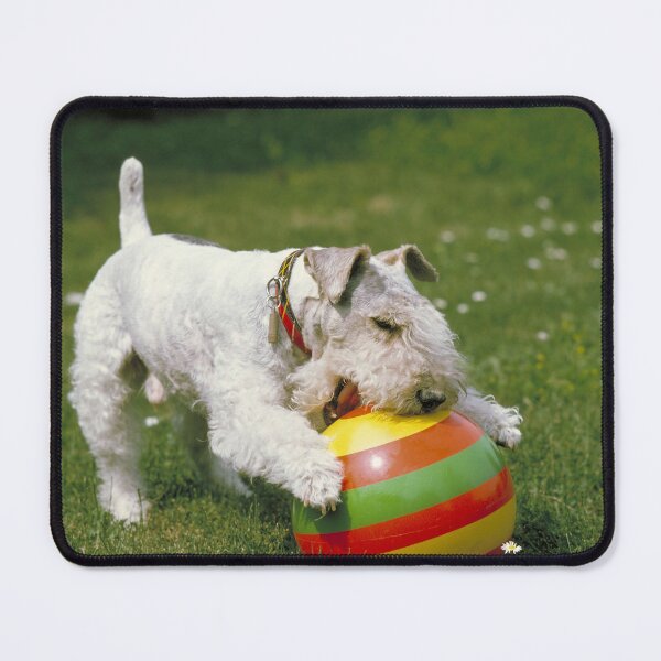 Item preview, Wire-haired Fox Terrier WIth Colorful Ball on the grass designed and sold by ScienceSource.