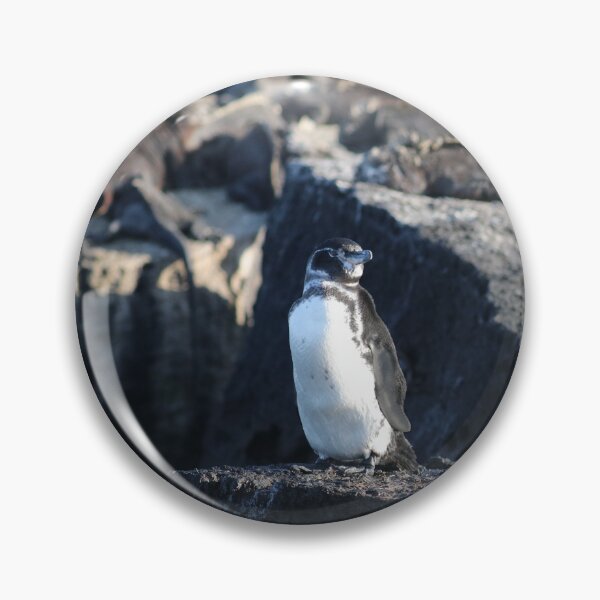Item preview, Galapagos Penguin guarding Marine Iguanas designed and sold by SBPenguins.