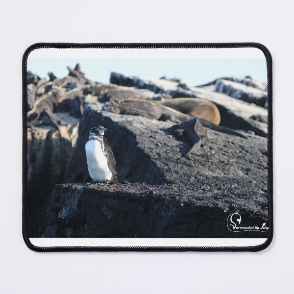 Item preview, Galapagos Penguin guarding Marine Iguanas designed and sold by SBPenguins.