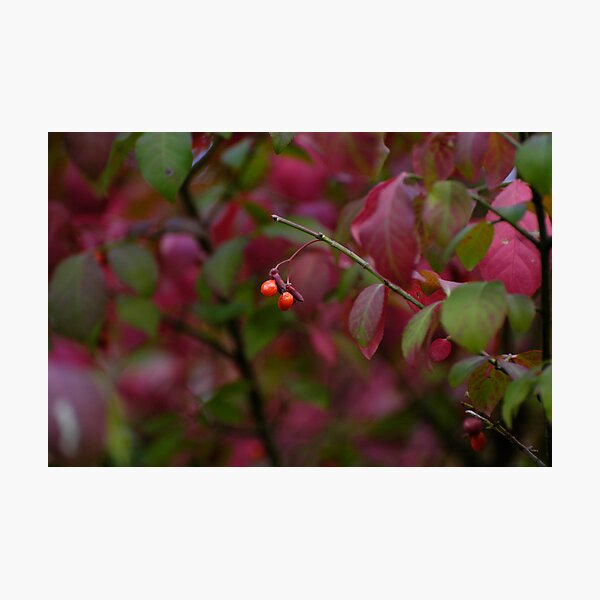 Hope Photographic Print