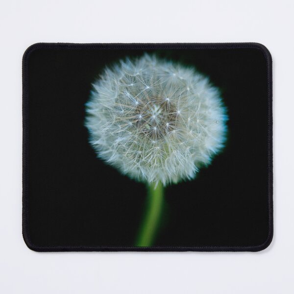 Item preview, White fluffy dandelion on black background designed and sold by olena2552.