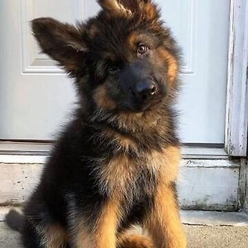 Cute Baby Dog Fluffy Baby German Shepherd German Shepherd Photo