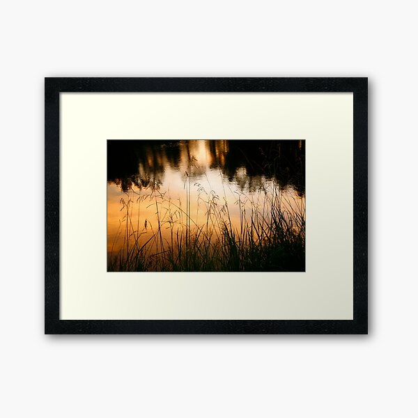 Grasses at Willow Pond Framed Art Print