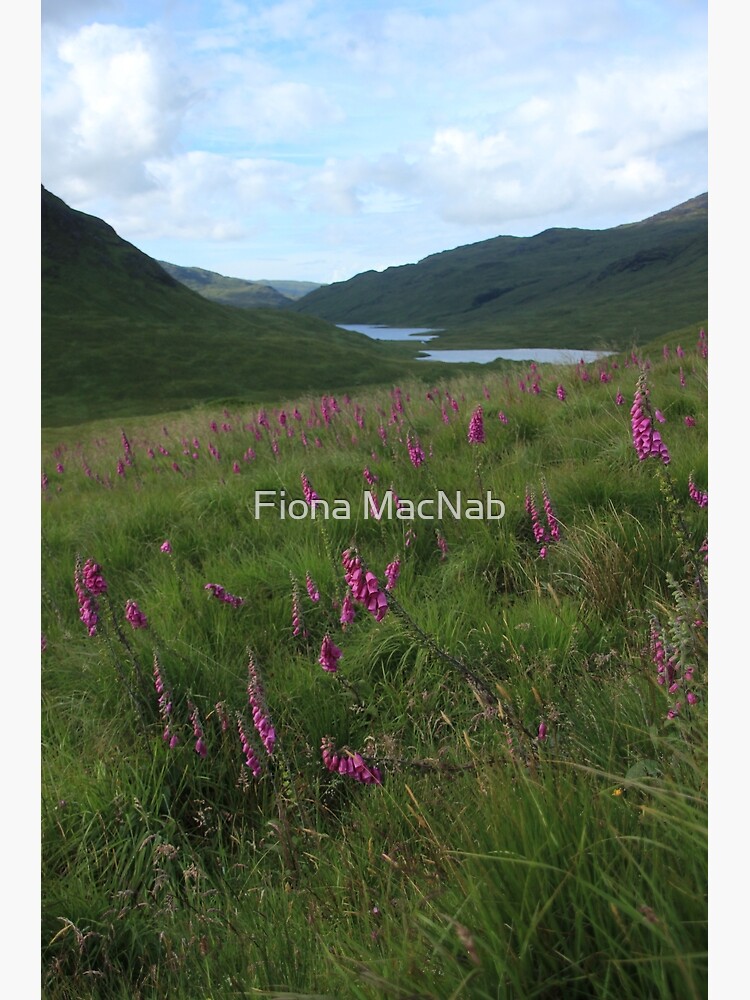 Field of foxgloves II by orcadia