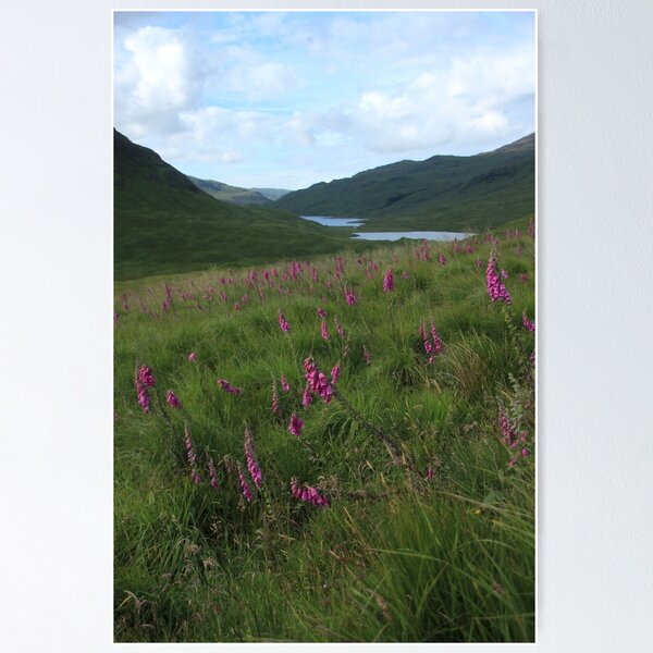 Item preview, Field of foxgloves II designed and sold by Fiona MacNab.