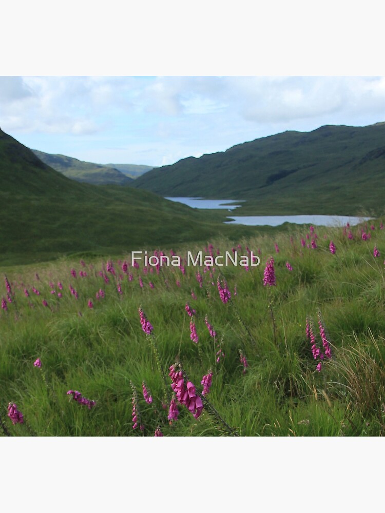 Field of foxgloves I by orcadia