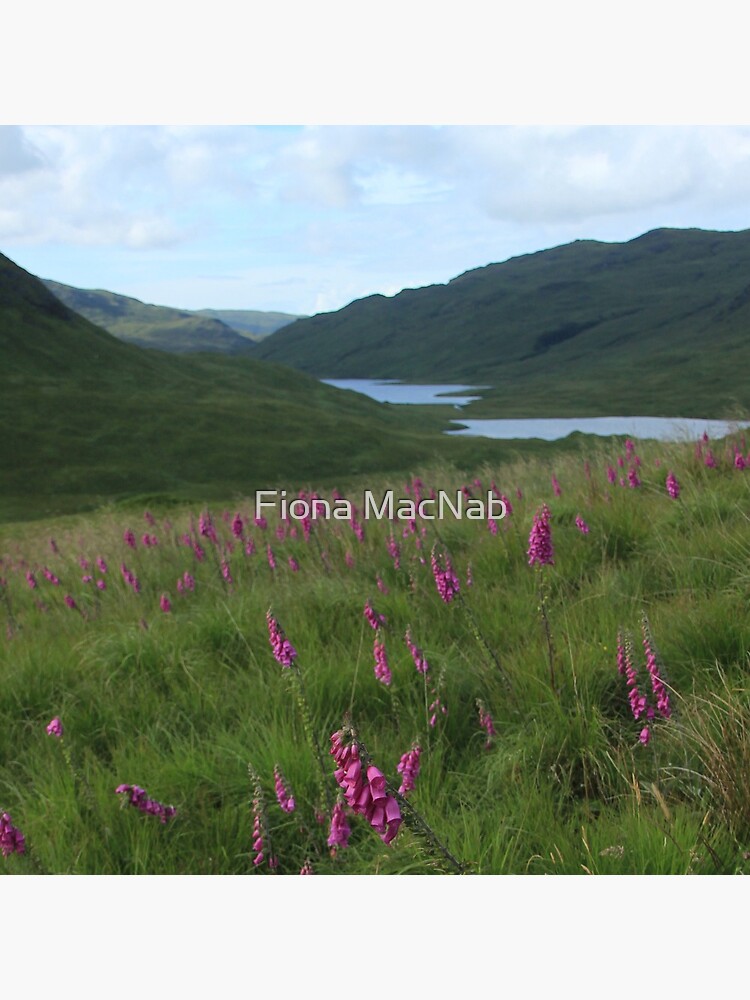 Field of foxgloves I by orcadia