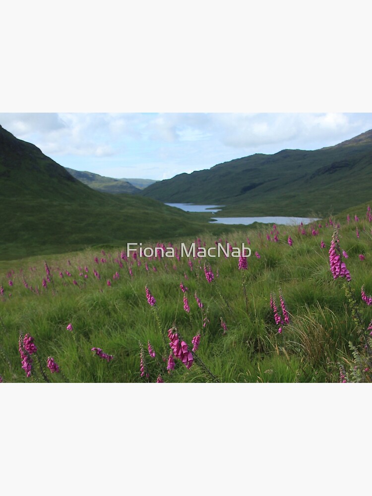 Field of foxgloves I by orcadia