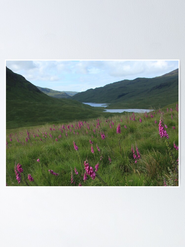 Alternate view of Field of foxgloves I Poster