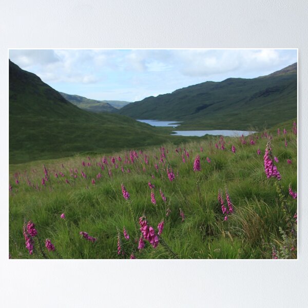 Item preview, Field of foxgloves I designed and sold by Fiona MacNab.