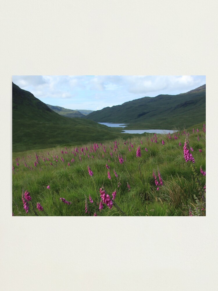 Alternate view of Field of foxgloves I Photographic Print