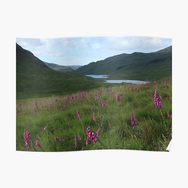 Field of foxgloves I Poster