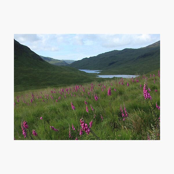 Field of foxgloves I Photographic Print