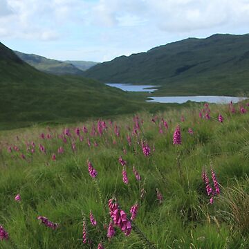 Artwork thumbnail, Field of foxgloves I by Fiona MacNab