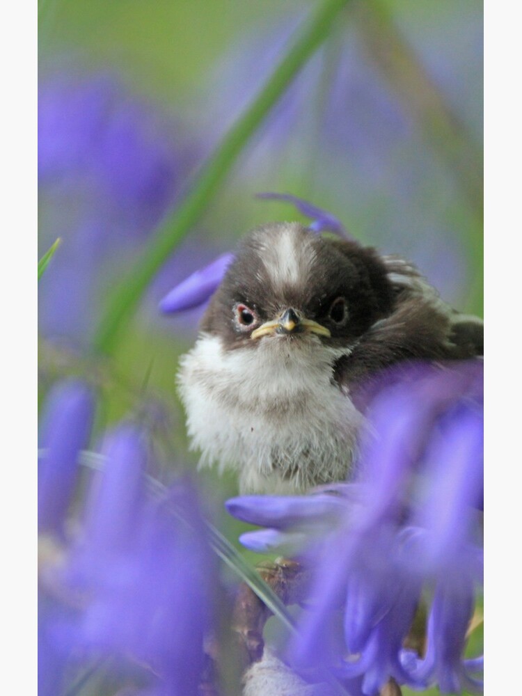 Bird in the blue by orcadia