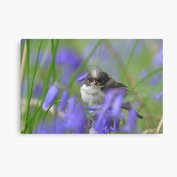 Bird in the blue Metal Print