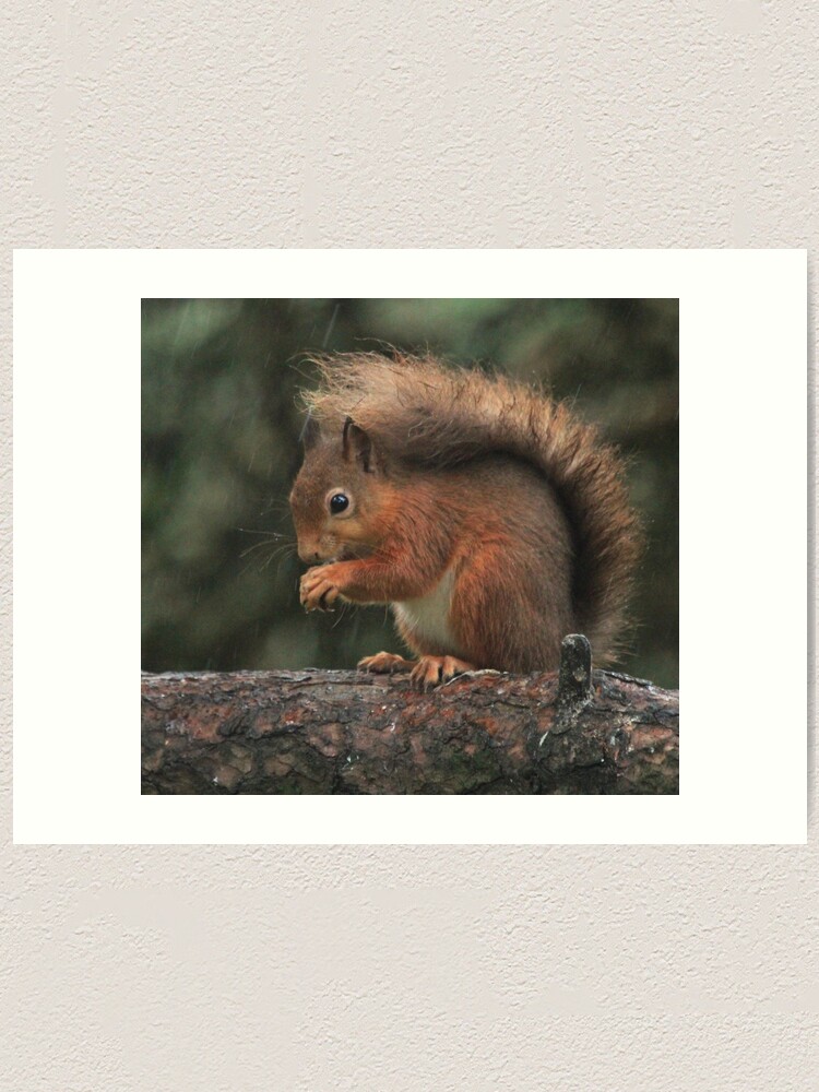Alternate view of Squirrel shelter Art Print