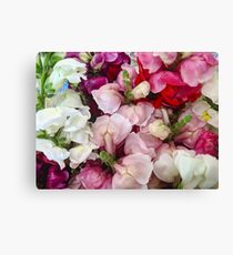 Snap Dragons Canvas Print