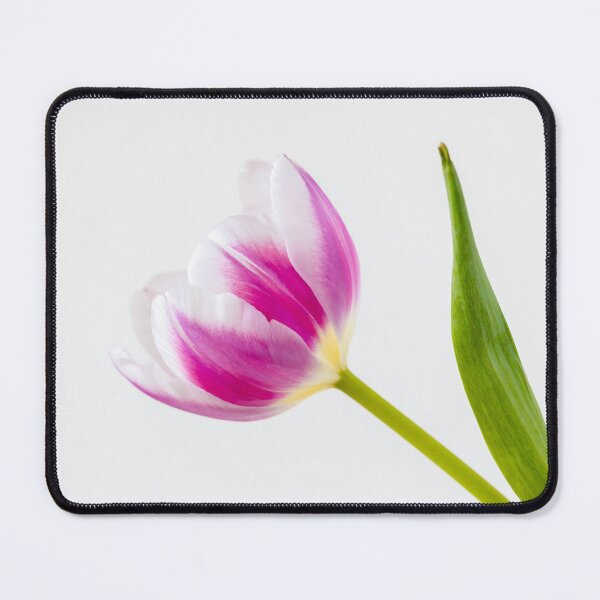 Item preview, A Pink And White Tulipa designed and sold by Tanya C  Smith.