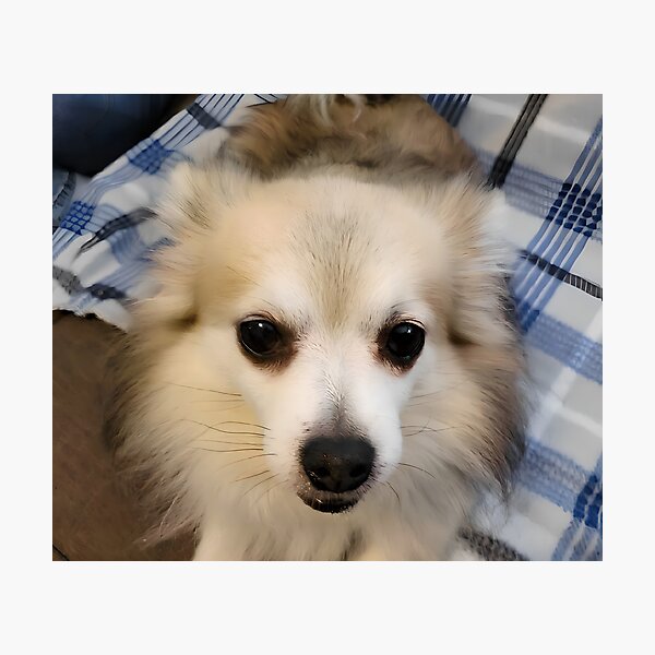 Item preview, Barney the Pomeranian designed and sold by ExeFelix.