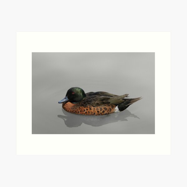 Item preview, Chestnut Teal designed and sold by rogersmith.