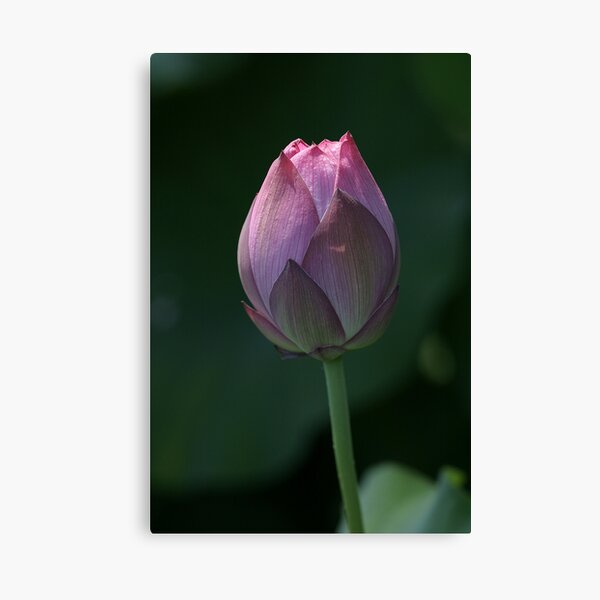 Red Scarf Lotus Bud Canvas Print