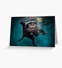 Lets Go For A Swim Greeting Card