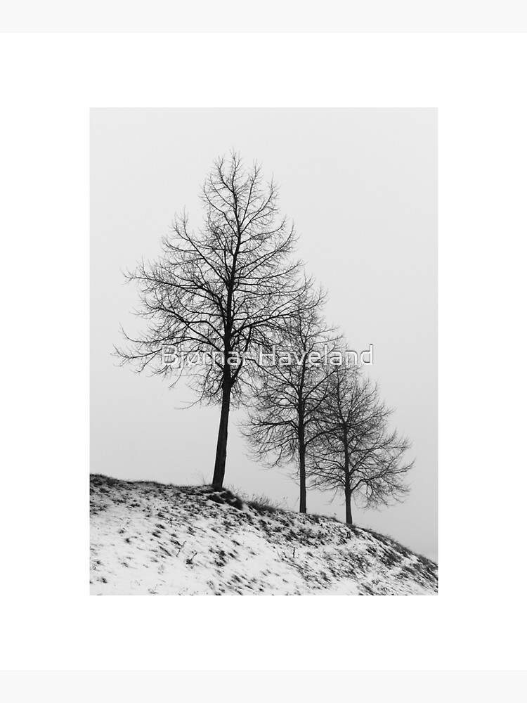 Thumbnail 6 of 6, Mounted Print, Silhouette of Three Trees designed and sold by Bjørnar Haveland.