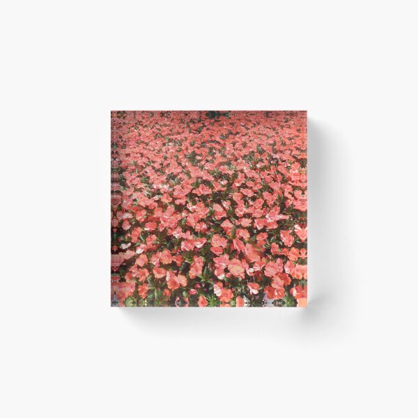 Item preview, Carpet of Red Impatiens Flowers Photograph designed and sold by naturegallery.