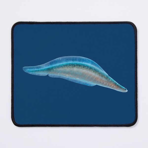 Item preview, Haikouichthys from Cambrian, original artwork designed and sold by Naturascopia.