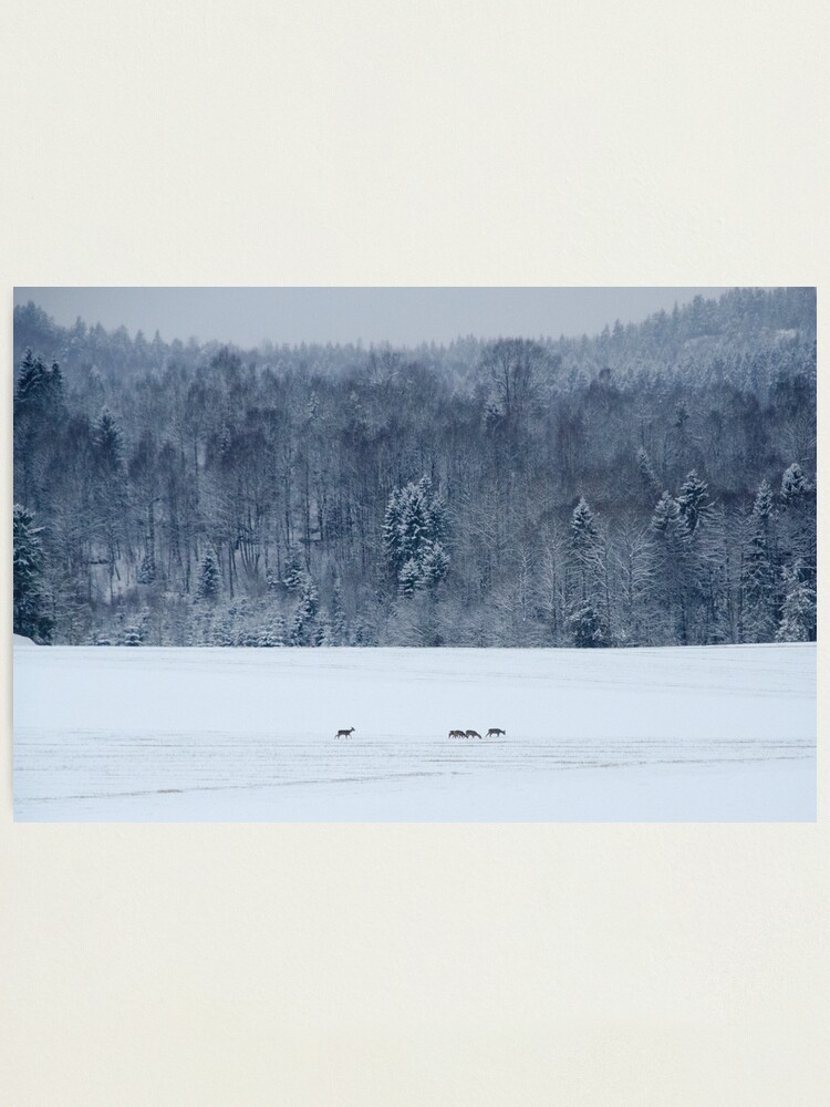 Thumbnail 2 of 3, Photographic Print, Winter field with deer designed and sold by Bjørnar Haveland.