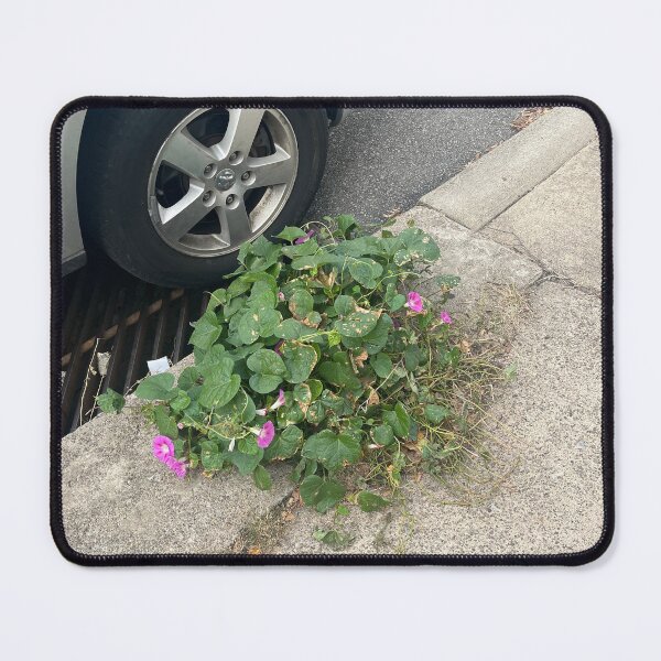 Item preview, Morning Glory Sidewalk Crack designed and sold by Baroque894.