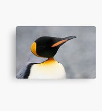 Solo penguin Metal Print