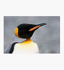 Solo penguin Photographic Print