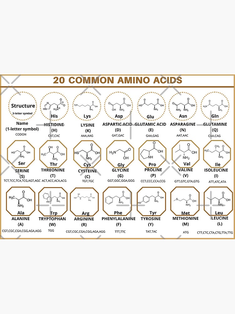 "20 Common amino acids with name, structure, 3letter symbol, 1letter