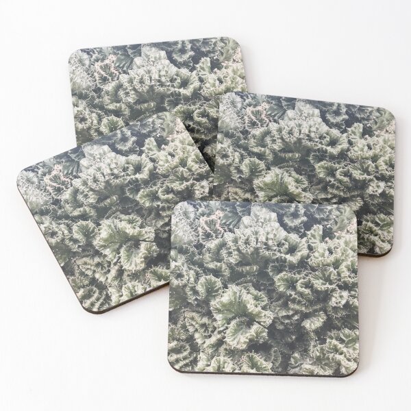 Item preview, Euphorbia Lactea Succulent | Plants Nature Photography designed and sold by Jacqueline Elise.