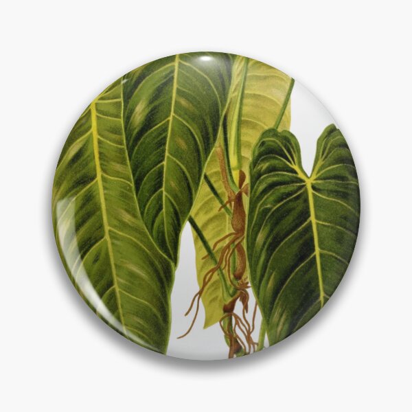 Item preview, philodendron andreanum Botanical Drawing of large green tropical plant designed and sold by EveryDayDabble.