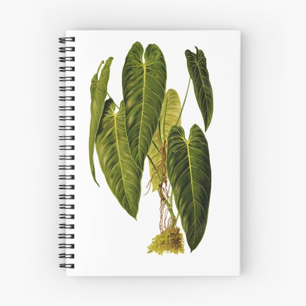Item preview, philodendron andreanum Botanical Drawing of large green tropical plant designed and sold by EveryDayDabble.