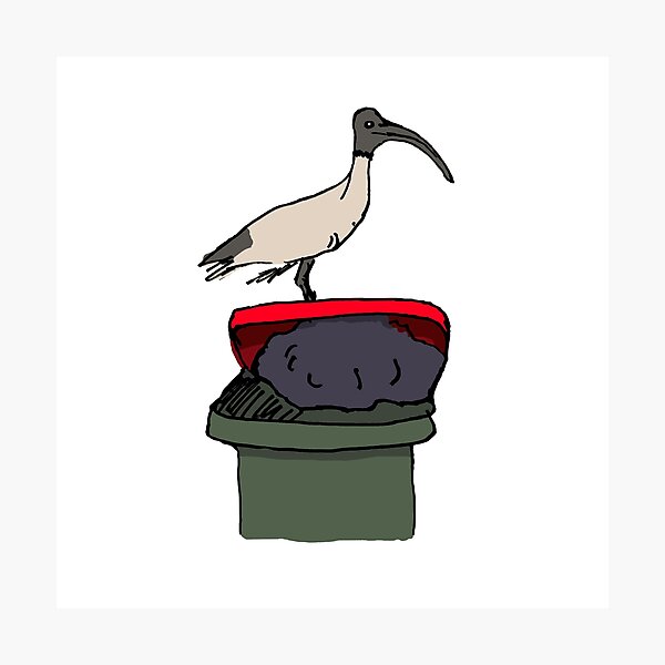 Bin Chicken Photographic Print