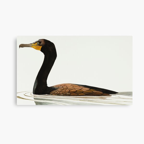 Cormorant study Canvas Print