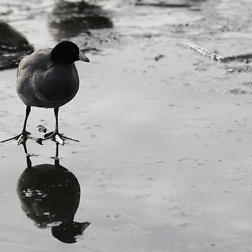 Artwork thumbnail, Reflection2 by couragesings