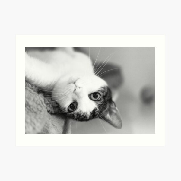 Cute cat upside down Art Print