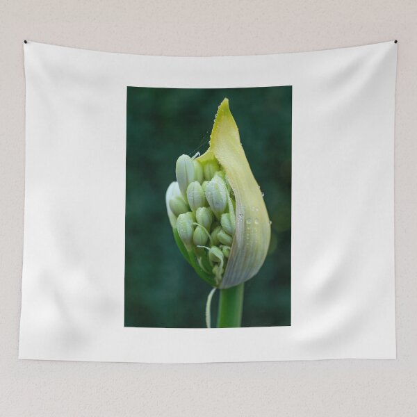 Item preview, Agapanthus bursting out designed and sold by Odille Esmonde-Morgan.