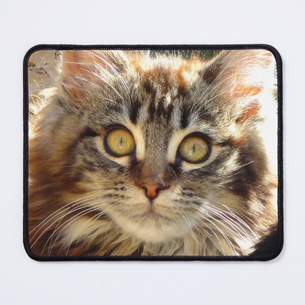 Item preview, ANIMALS #102 - Adorable Fluffy Tiger-striped Kitten with Intense Stare designed and sold by DEL-Productions.