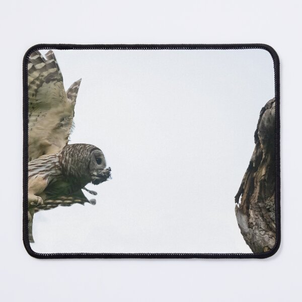 Item preview, Mama Barred owl bringing food to its baby designed and sold by Puttaswamy Ravishankar.